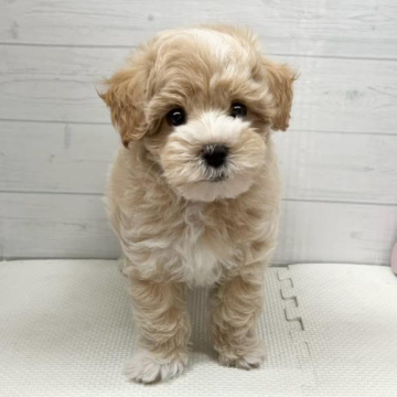 animal_image