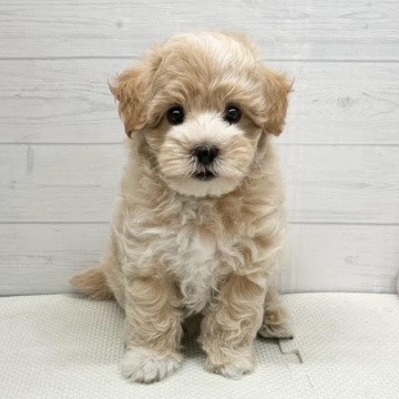 animal_image
