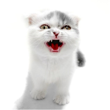 animal_image