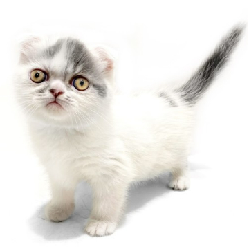 animal_image