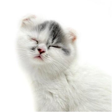animal_image