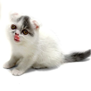 animal_image