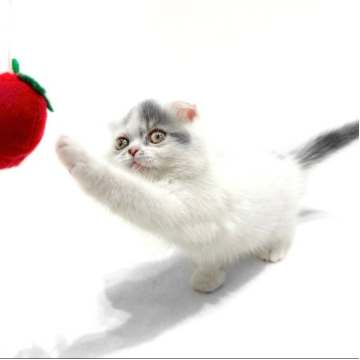 animal_image