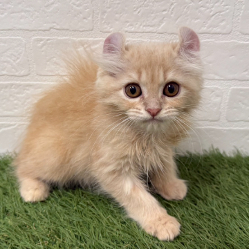 animal_image