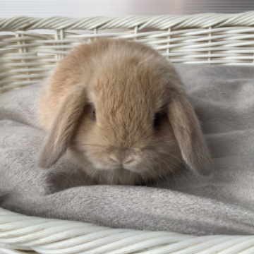 animal_image