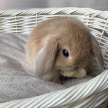 animal_image