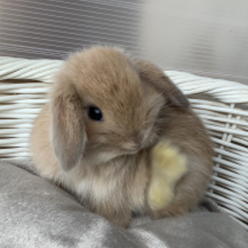 animal_image