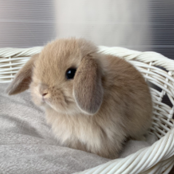 animal_image