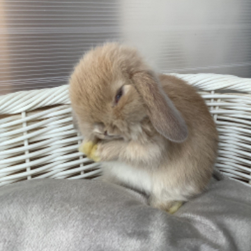 animal_image