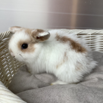 animal_image