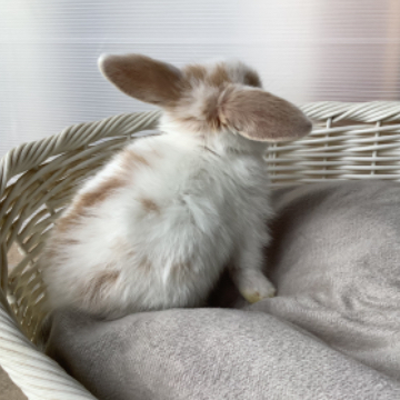 animal_image