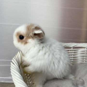animal_image
