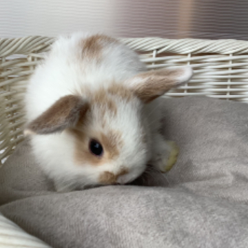 animal_image
