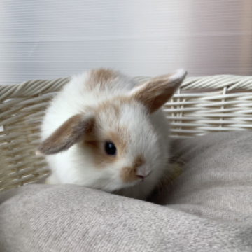 animal_image