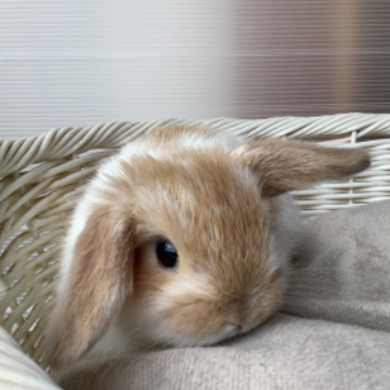 animal_image