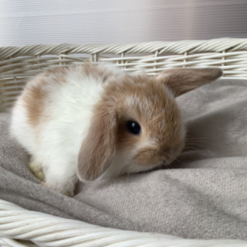 animal_image