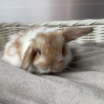 animal_image