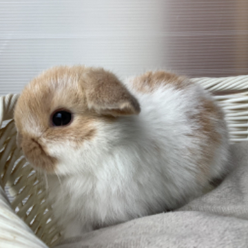 animal_image