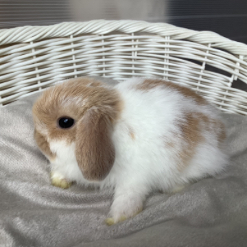 animal_image