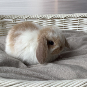 animal_image