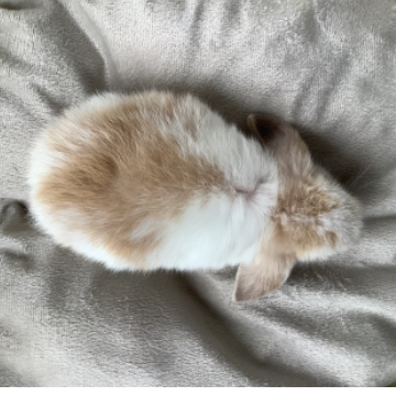 animal_image
