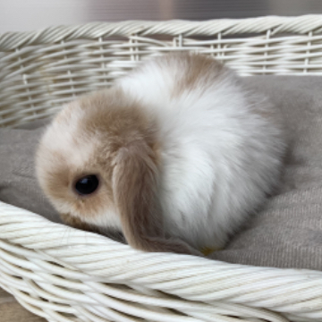 animal_image