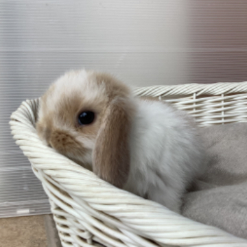 animal_image