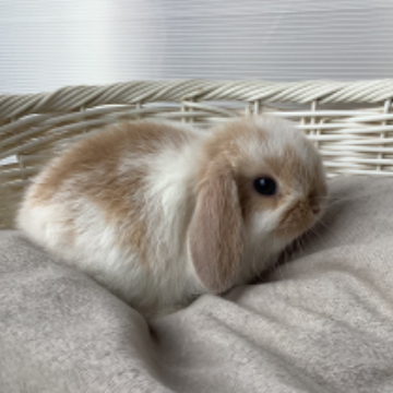 animal_image