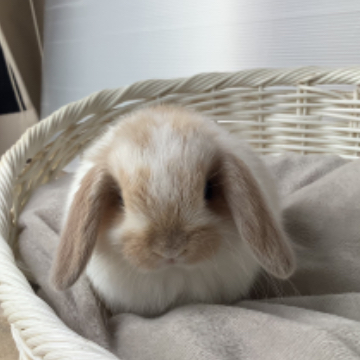 animal_image