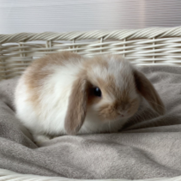 animal_image