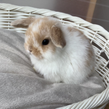 animal_image