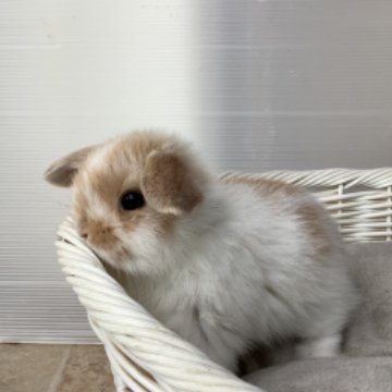 animal_image