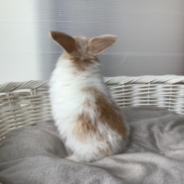animal_image