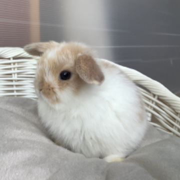 animal_image