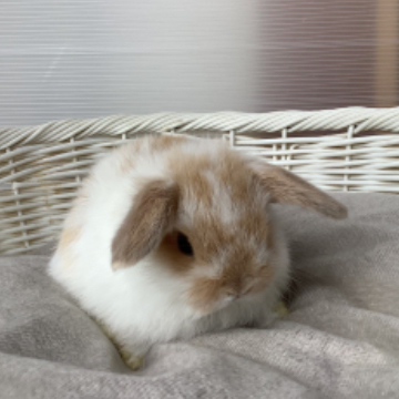 animal_image
