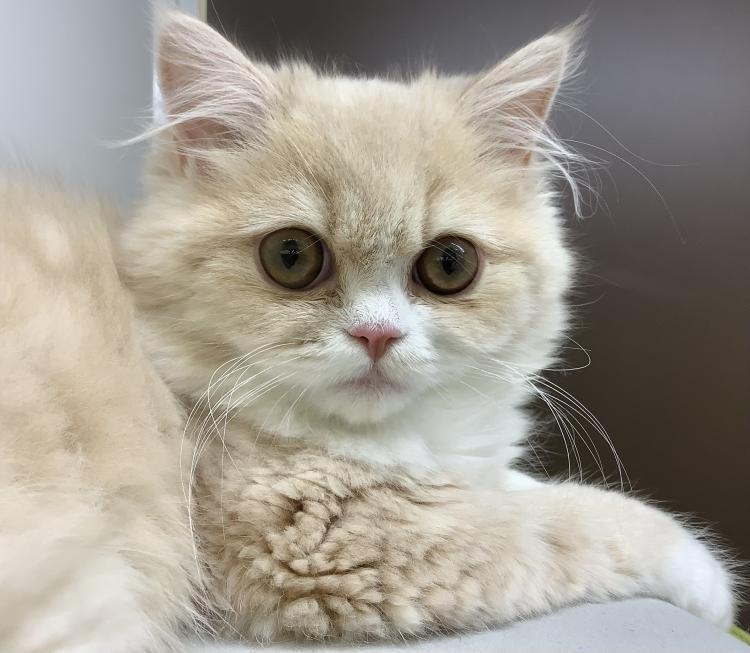 animal_image