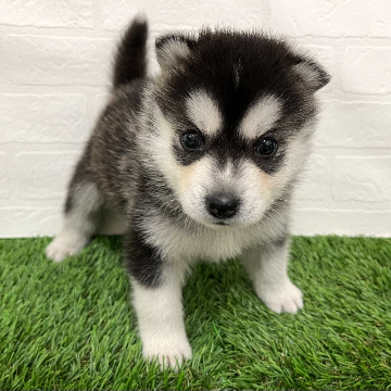 animal_image