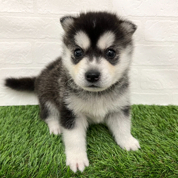 animal_image