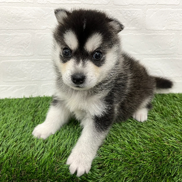 animal_image