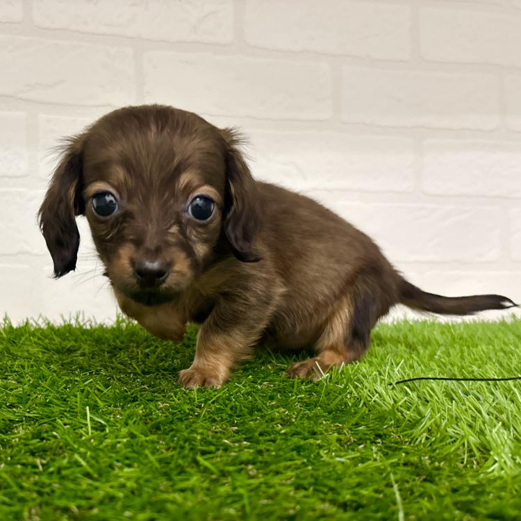 animal_image