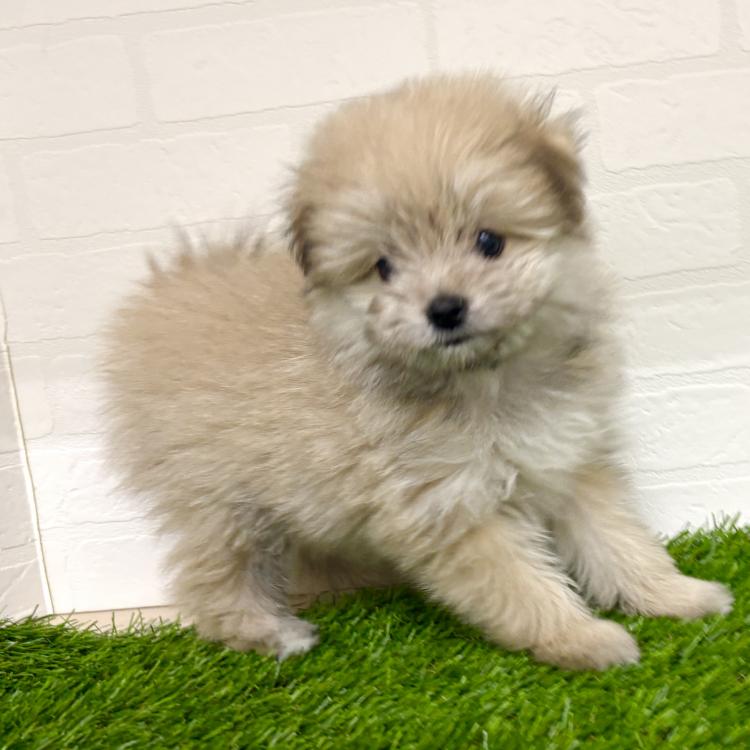 animal_image