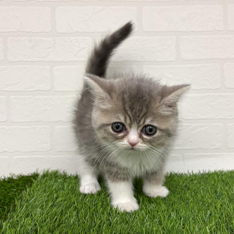 animal_image