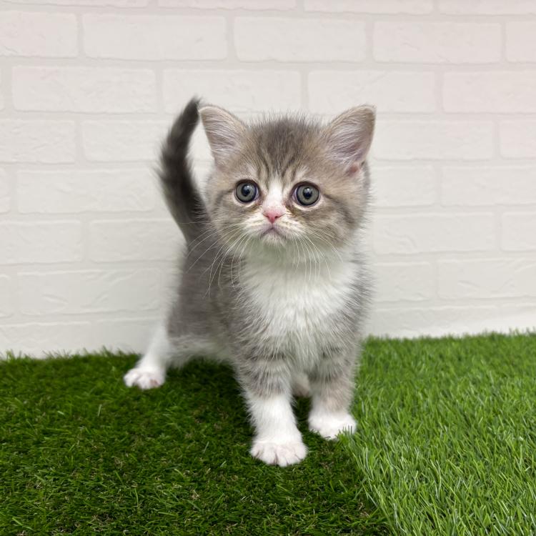 animal_image