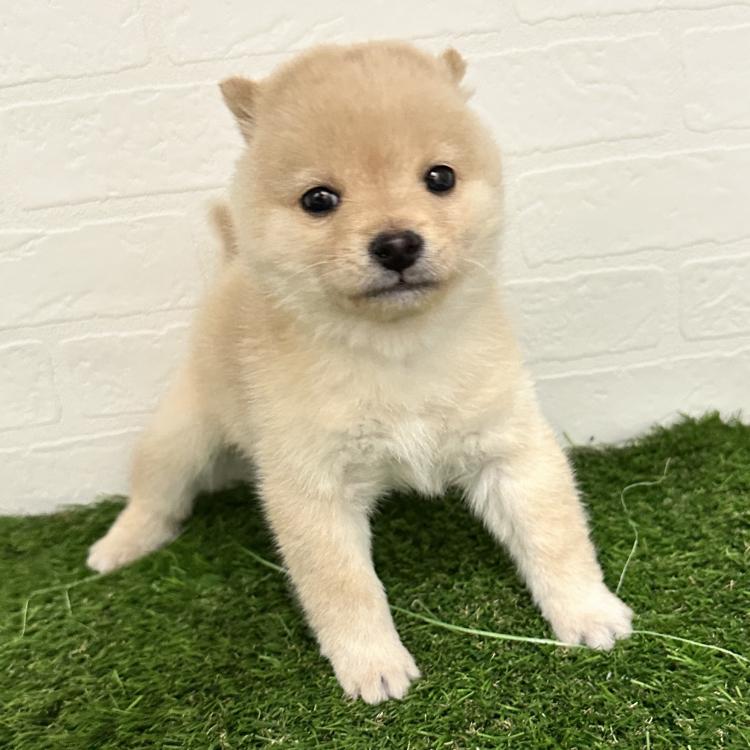 animal_image