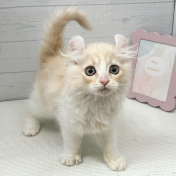 animal_image