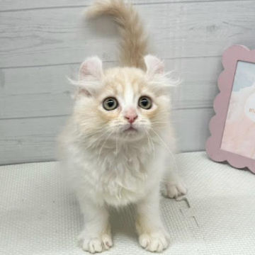 animal_image