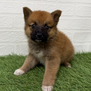 animal_image