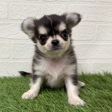 animal_image
