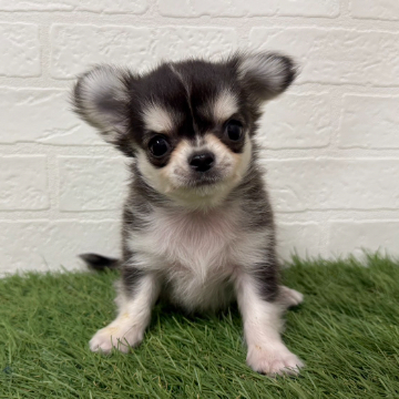 animal_image