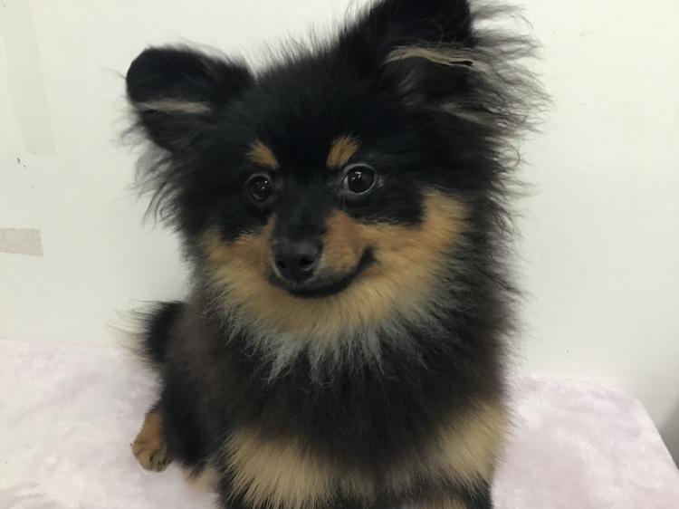 animal_image